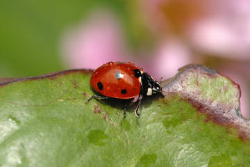 ladybug on green leaf