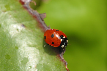 ladybug on green leaf