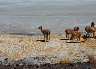 gruppo di vigogne nel salar di uyuni in bolivia