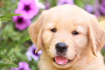 Fototapeta premium Golden Retriever Face