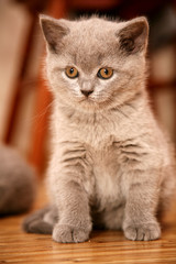 British cute kitten