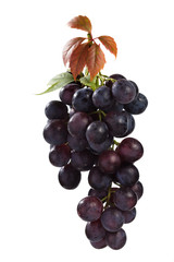 Blue grape cluster with leaves