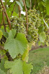 White Wine Vineyard in the Fall 4