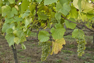 White Wine Vineyard in the Fall 2