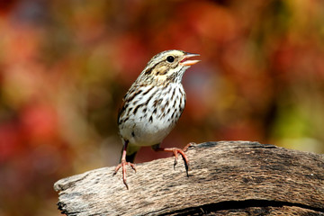 Savannah Sparrow in Autumn