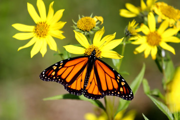 Fototapeta na wymiar Monarch Butterfly (Danaus plexippus) na Woodland Słoneczniki