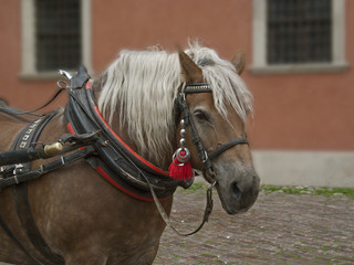 koń © Henryk Olszewski