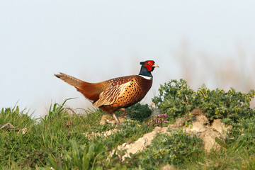 male pheasant