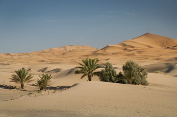 Oase in der Wüste, Marokko, Sahara