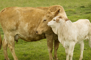 charolais cow with baby calf - spring time mother  love