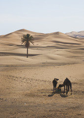 Kamele in der Wüste, Marokko, Sahara