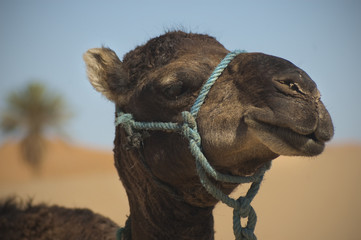 Kamel in der Wüste, Marokko, Sahara