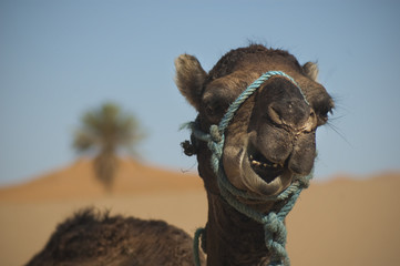 Kamel in der Wüste, Marokko, Sahara