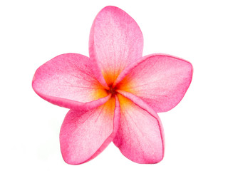 Fototapeta premium Pink Frangipani Plumeria flower
