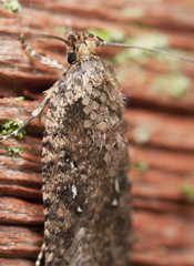 Parasites on small moth.