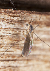 Scuttle fly (Phoridae family)