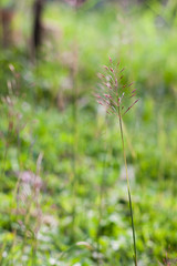 grass