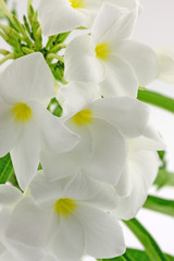 Obraz na płótnie Canvas fleurs blanches de frangipanier