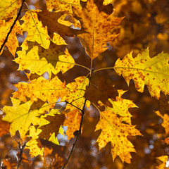 autumn foliage