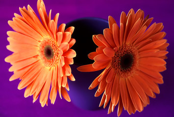 Contrast. Orange gerbera in a purple vase on a purple background