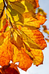 autumn foliage