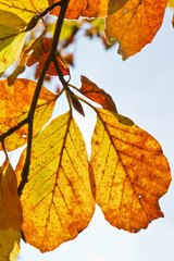 autumn foliage