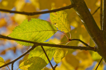 autumn foliage