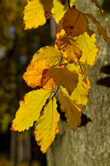 autumn foliage