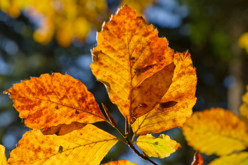 autumn foliage
