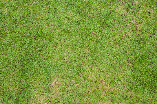 Close-up image of  green grass