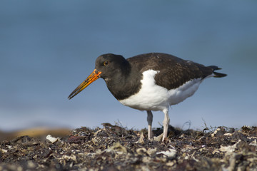 Austernfischer (Haematopus ostralegus)