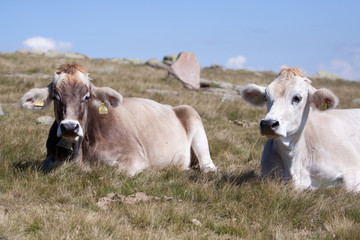 Kühe nach der Mahlzeit auf einer Alpenwiese