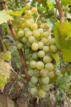 bunch of white grapes on tree