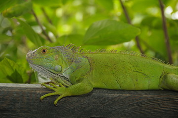 iguana