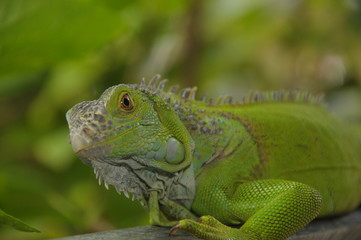 iguana