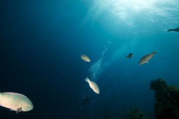 coral and fish