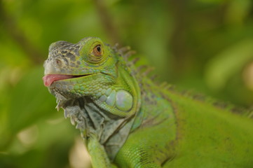 iguana
