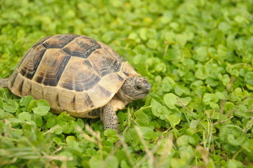 turtle