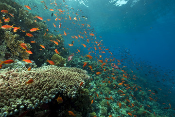 coral and fish