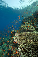 coral and fish