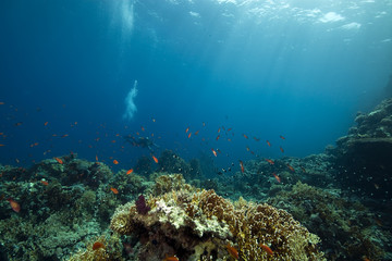Fototapeta na wymiar Koral i ryby
