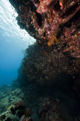 Fototapeta na wymiar coral and fish