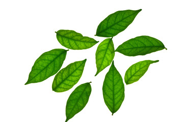 Naklejka na ściany i meble green leaf isolated on white