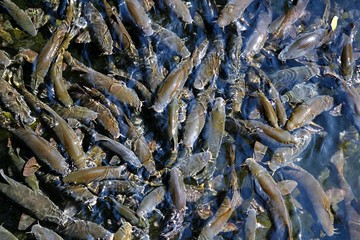fish crowded school Iberian Barbel Barbus bocagei