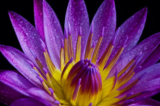 Fototapeta closeup of lotus petal