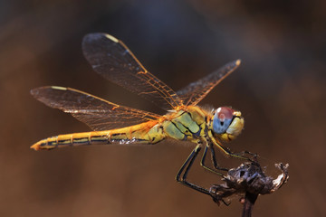 Fototapeta premium DragonFly