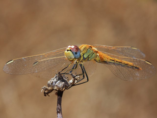 Dragonfly