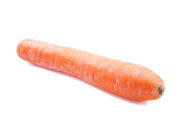 Fresh big carrot