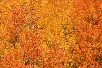 Aspen tree leaves good for autumn background