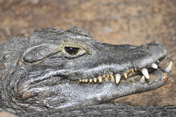 acecho